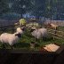 The Choral of the Sheep