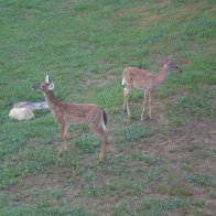 The Deer Twins :)