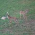 The Deer Twins :)