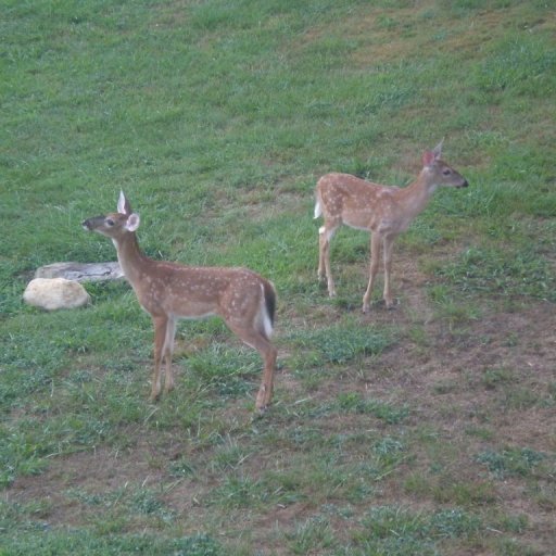 The Deer Twins :)