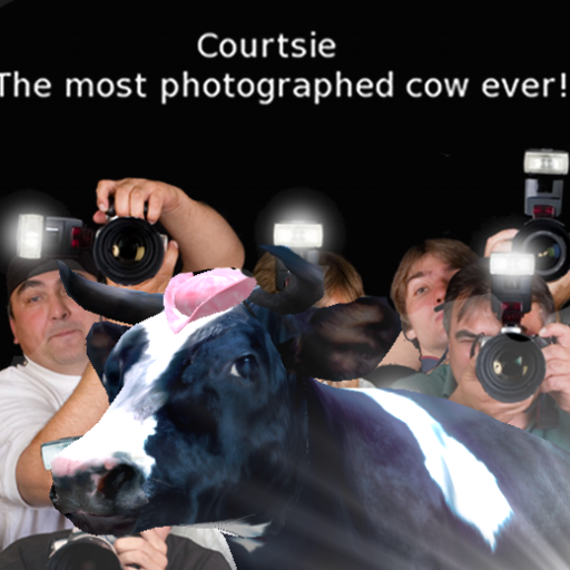 Courtsie - The most photographed cow ever!